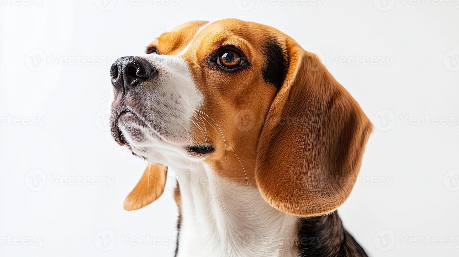 Beagle dog isolated on white background photo