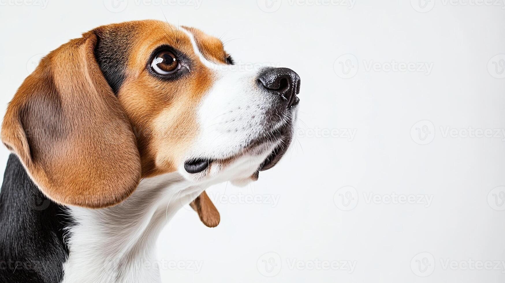 Beagle dog isolated on white background photo