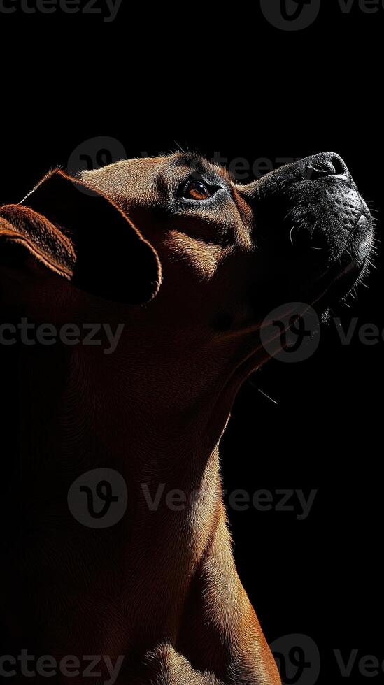 Boxer dog isolated on black background photo