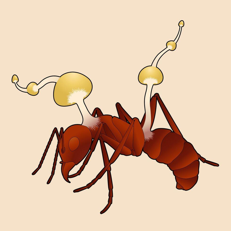 Zombie Ant Fungus Infected By Cordyceps Parasitic Illustration vector