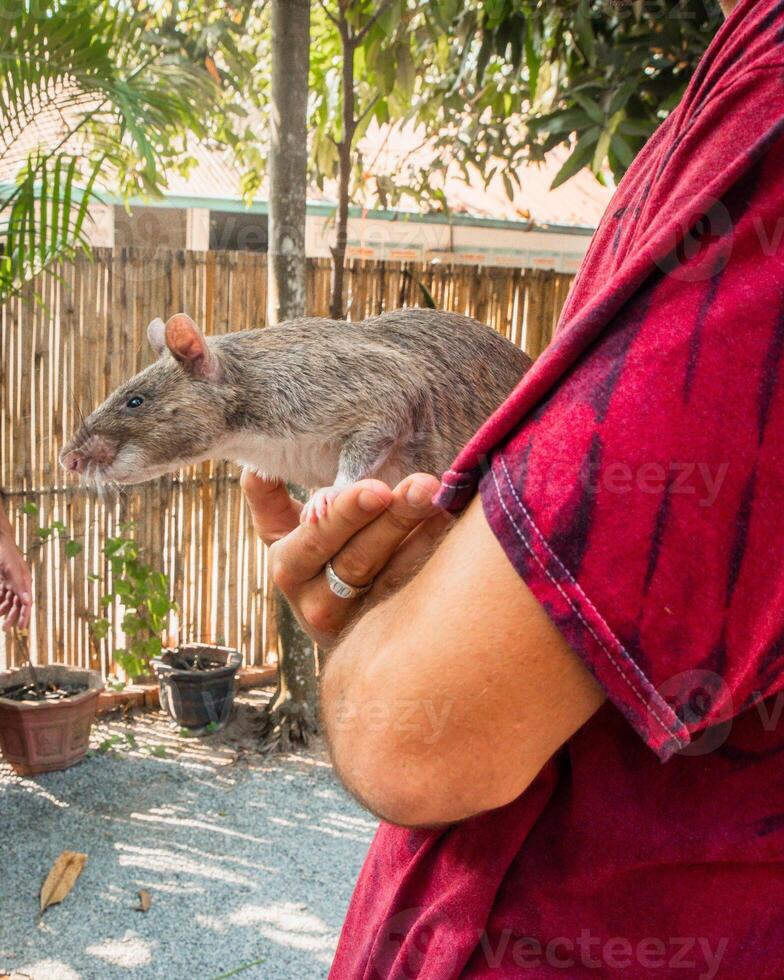 Siem Ream, Cambodia - 21 february, 2023 - tourist pose hold in hands African giant pouched rat.HeroRats excursion in APOPO Visitor Center. Humanitarian demining. APOPO's Landmine Rats show photo