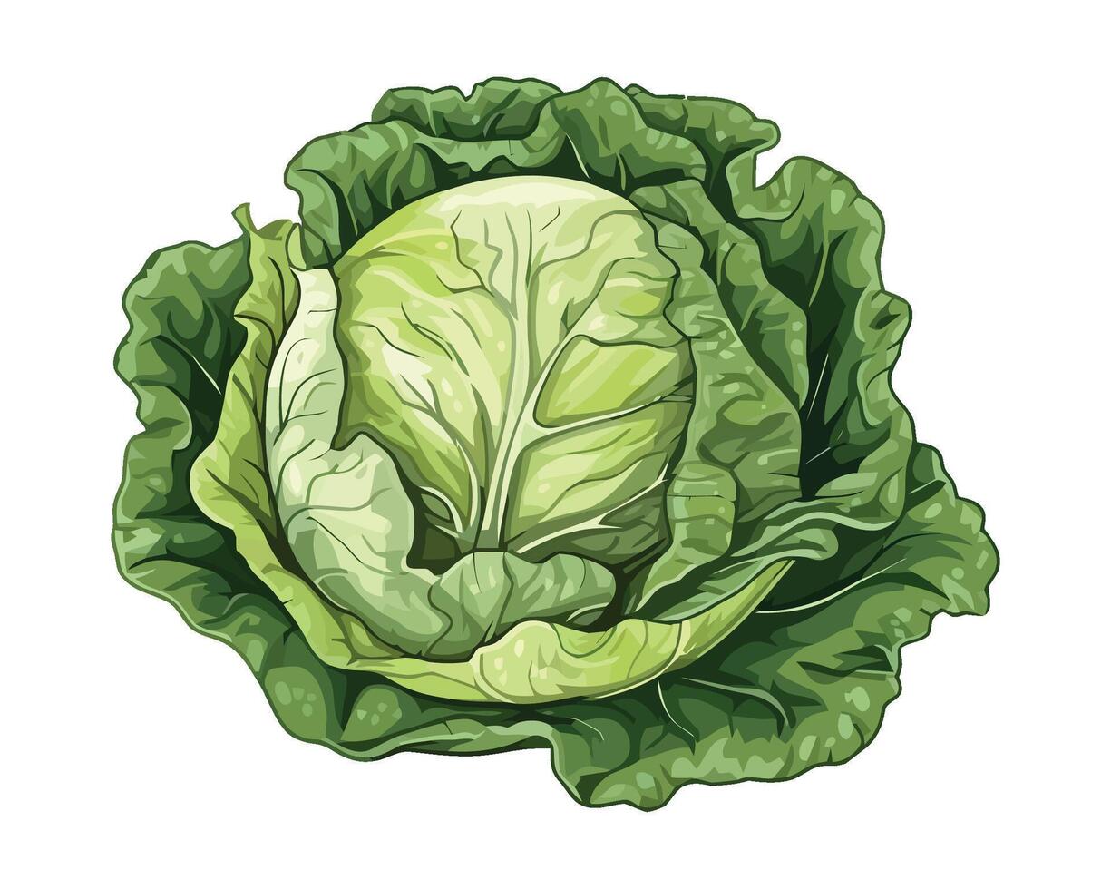 A green cabbage is shown on a white background vector