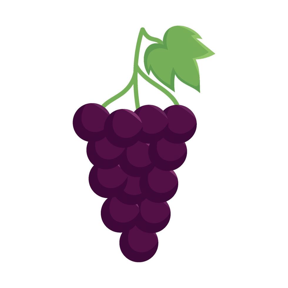 Grapes on a vine illustration vector