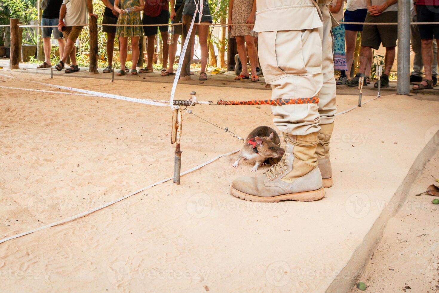 African giant pouched rat search for mine.HeroRats excursion in APOPO Visitor Center. Humanitarian demining. Non-profit organization.APOPO's Landmine Rats show based on donations. Charity event photo