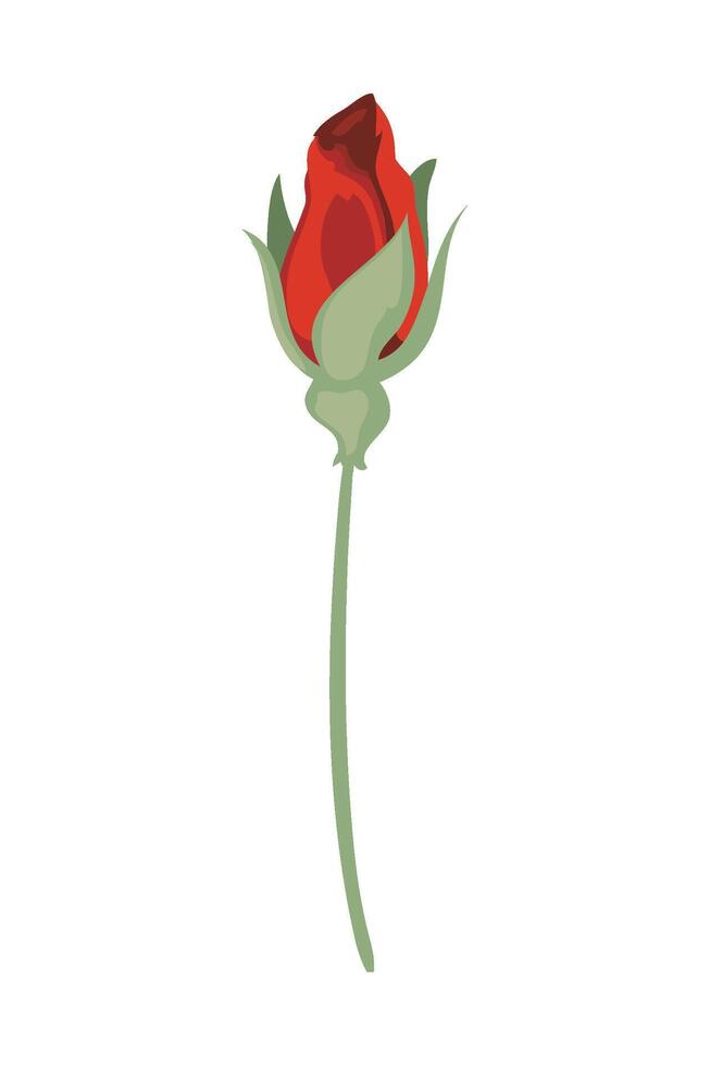 A red rose with green leaves on a white background vector