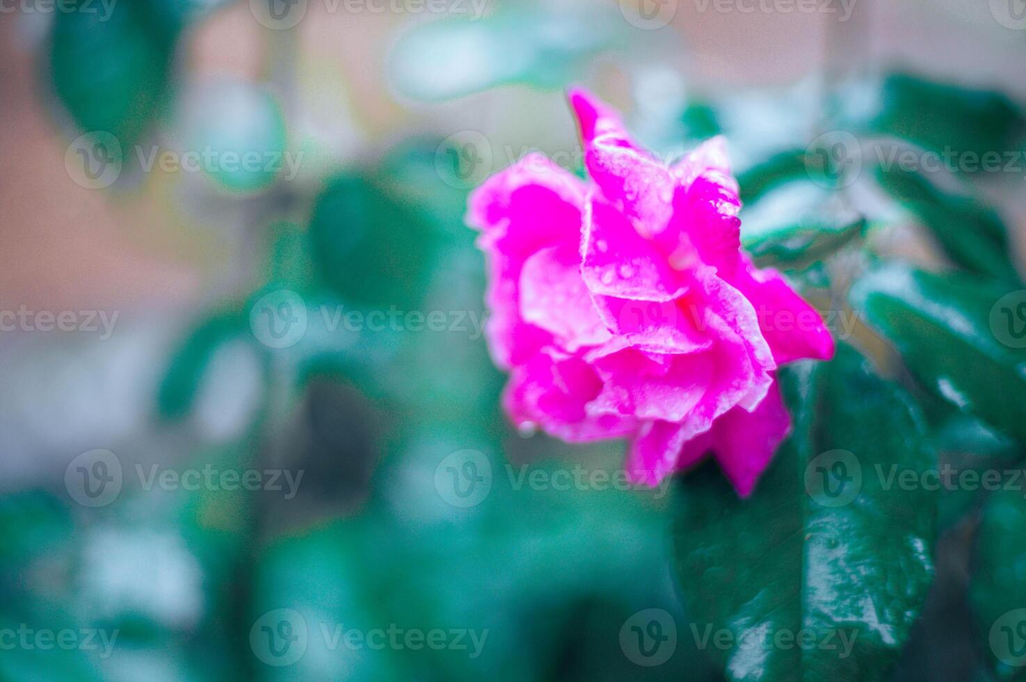 blooming pink rose in the morning photo