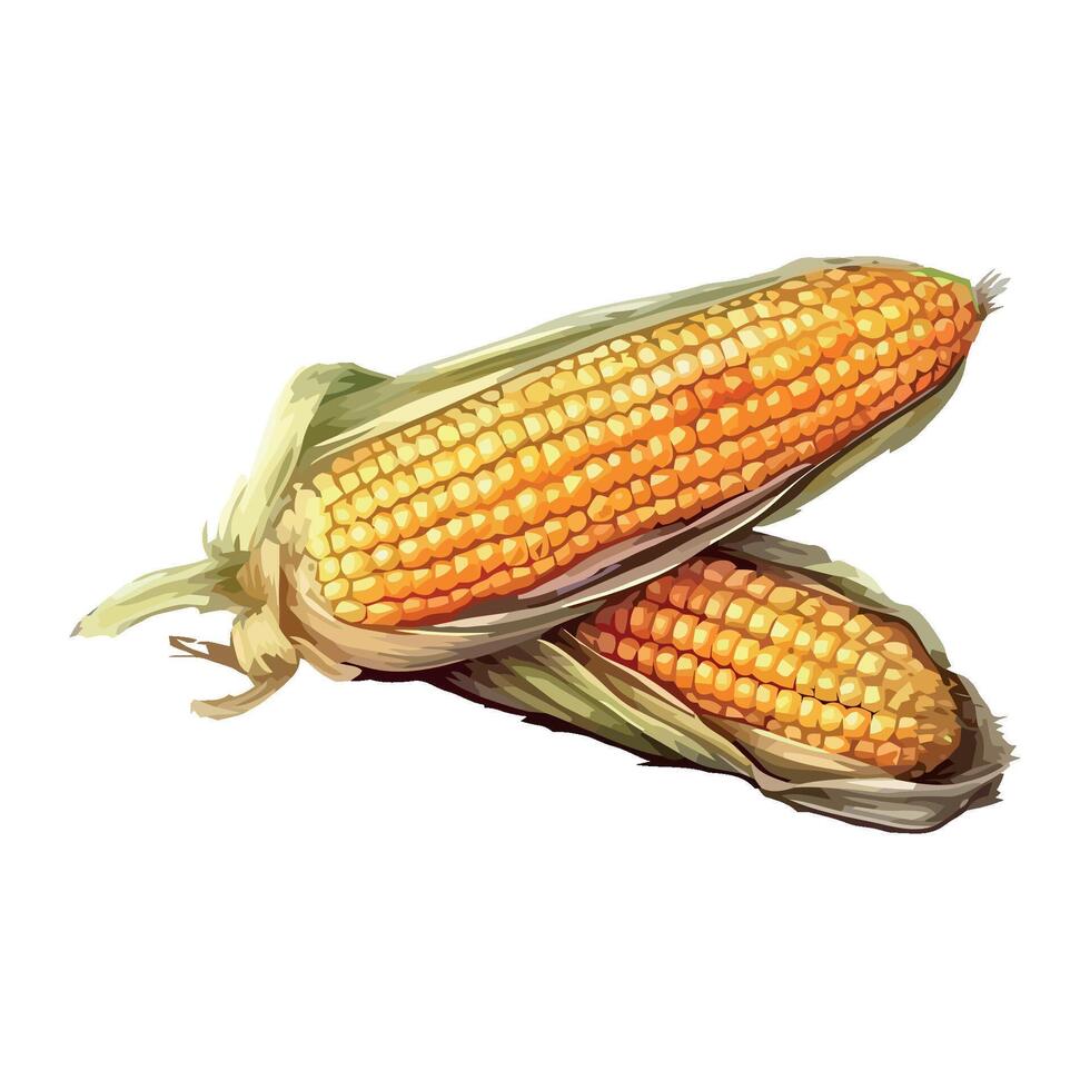 Corn on the cob illustration vector
