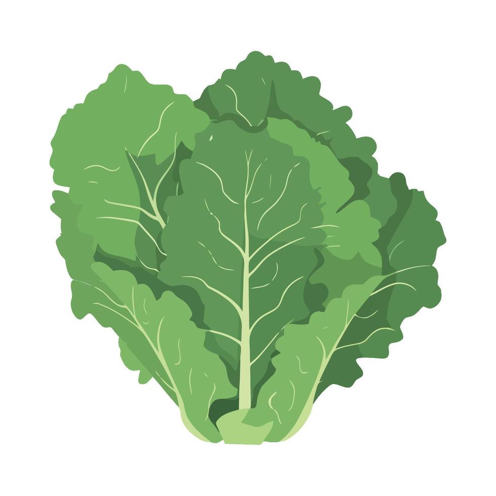 Lettuce leaf green vegetable illustration isolated on white background vector