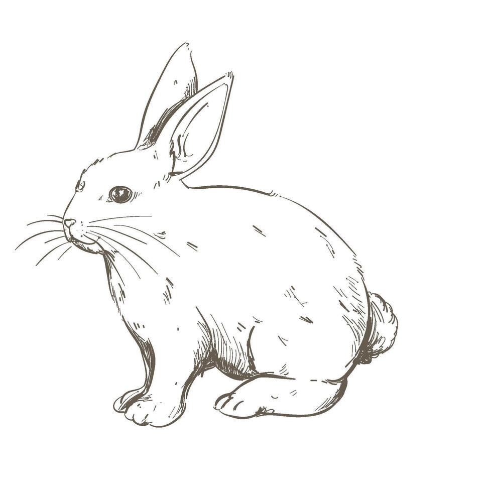 A drawing of a rabbit sitting down vector