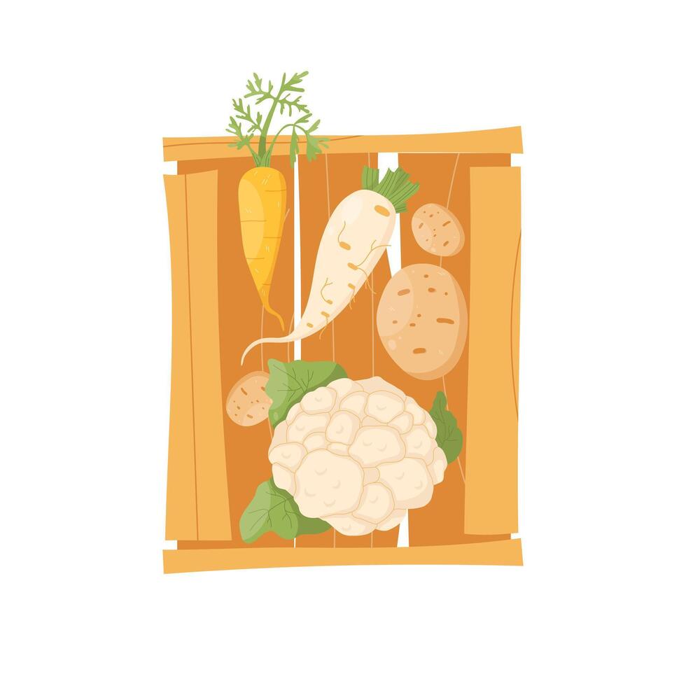 Wooden box with potatoes, radishes, cabbage, carrots. Healthy food vector