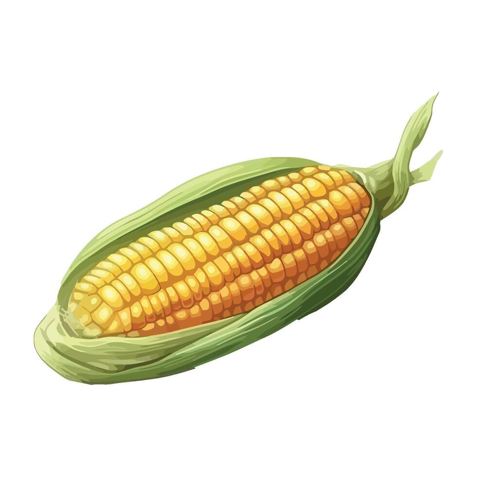 Corn on the cob illustration vector