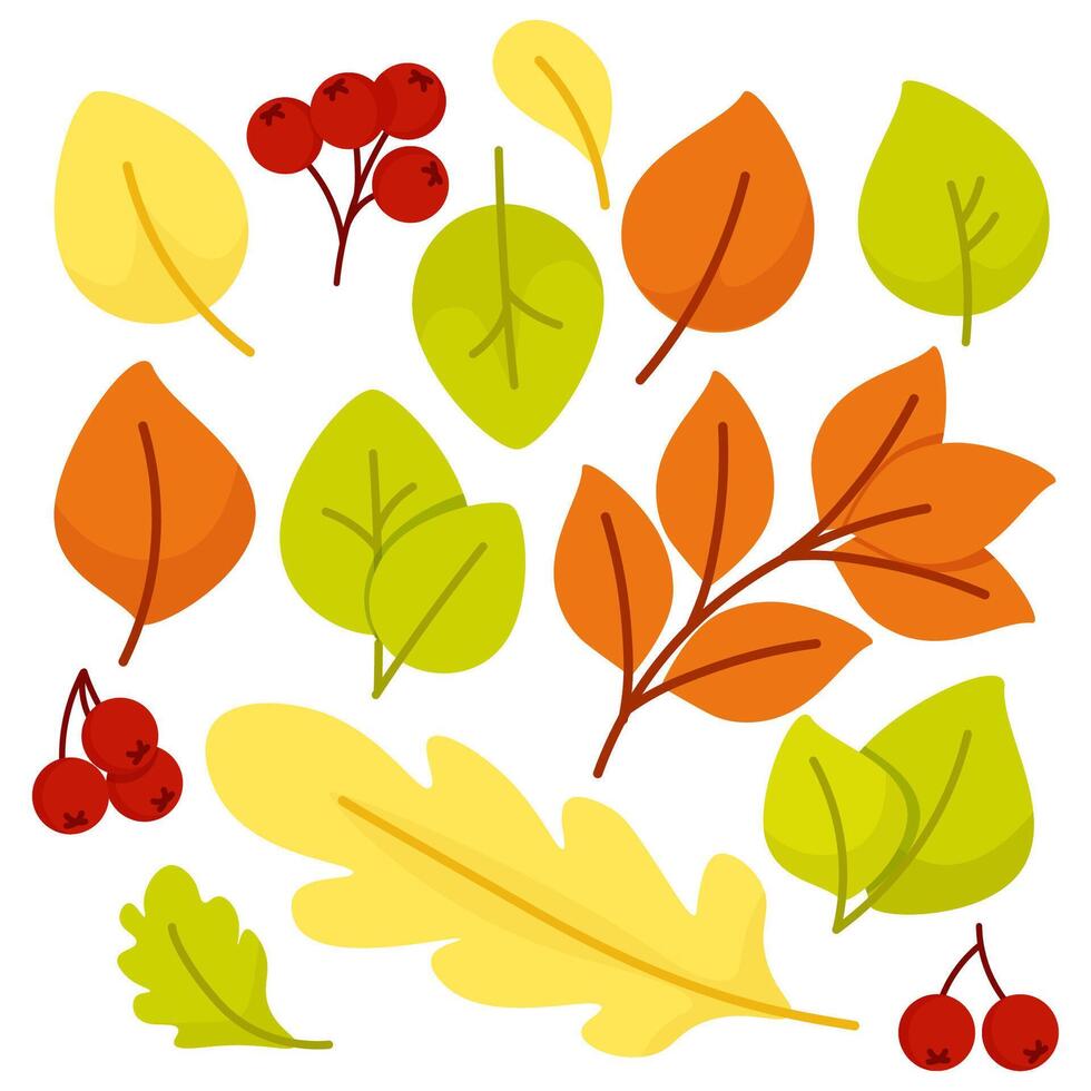 Set of autumn leaves and berries vector