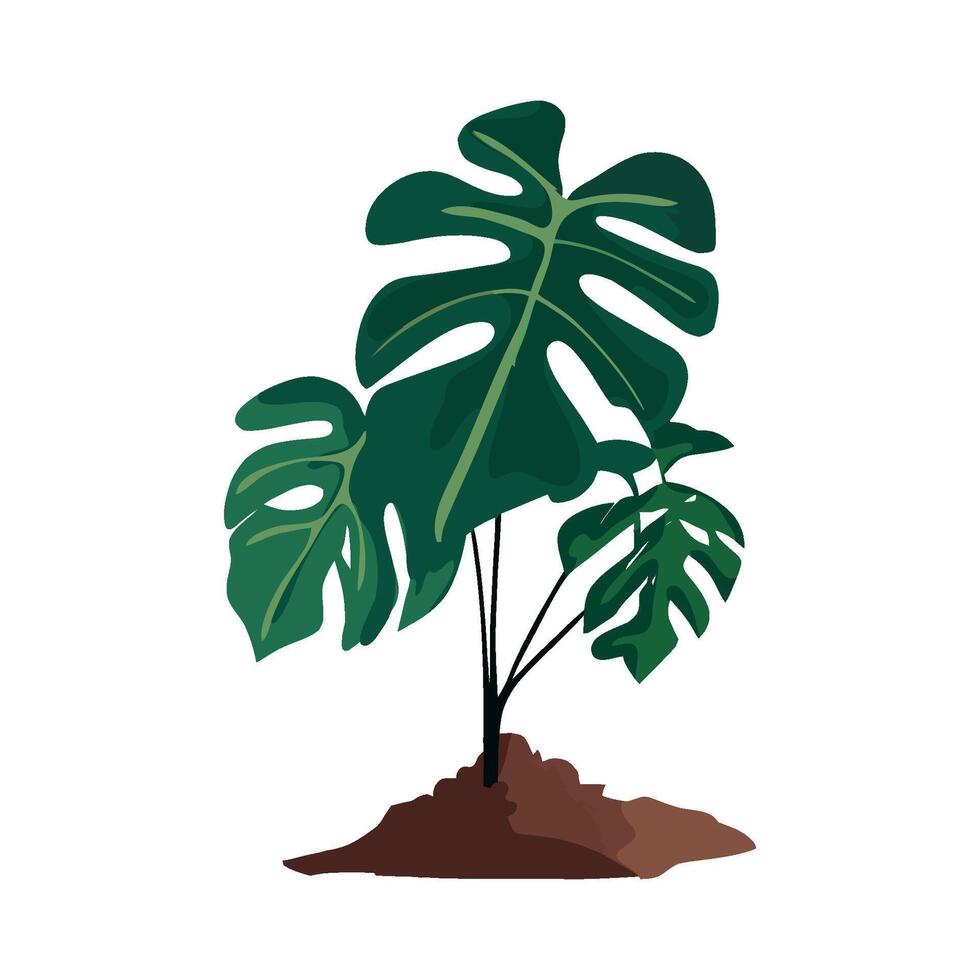 Monstera plant illustration isolated on white background vector