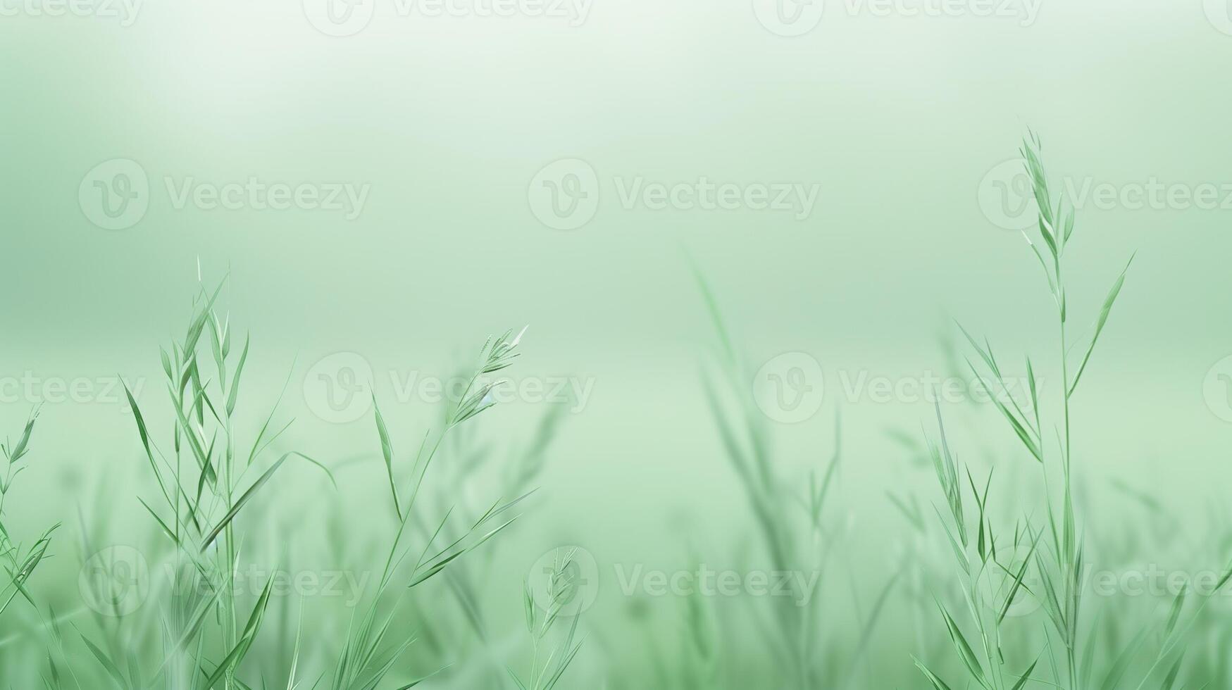 Green grass in a field with a blurry background photo