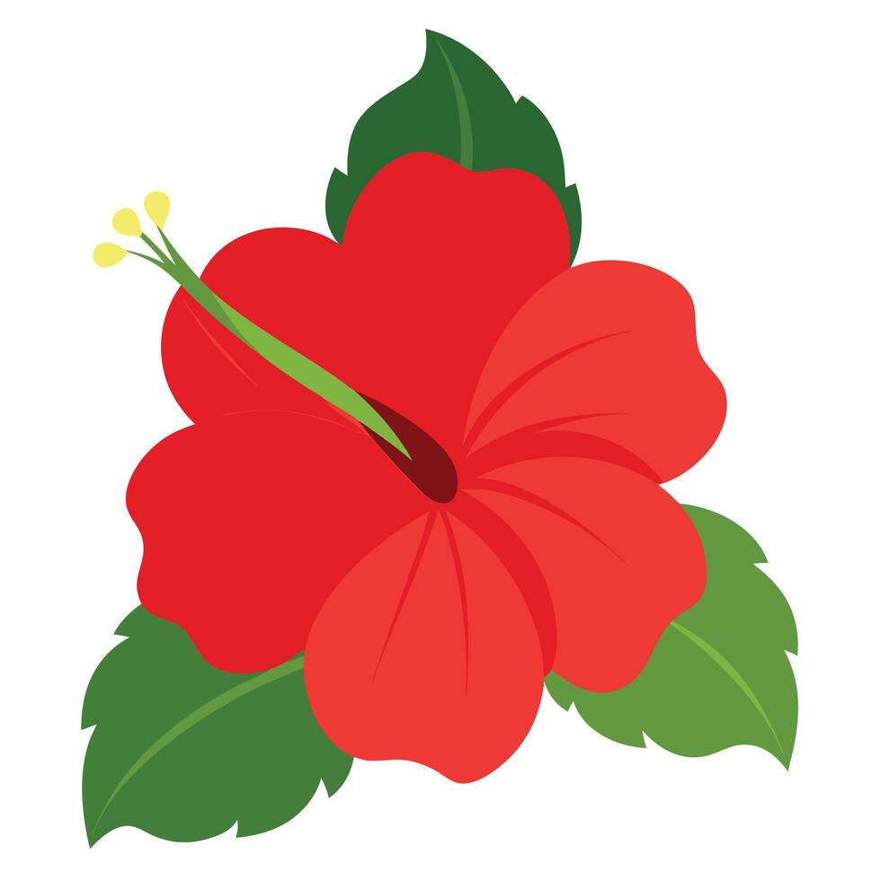 Hibiscus Flower Illustration on white background vector