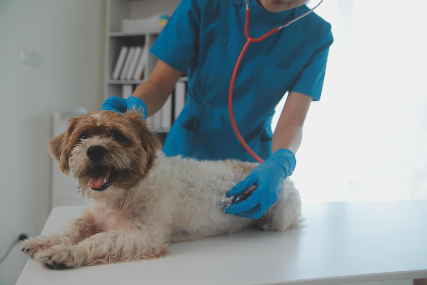 Closeup shot of veterinarian hands checking dog by stethoscope in vet clinic photo