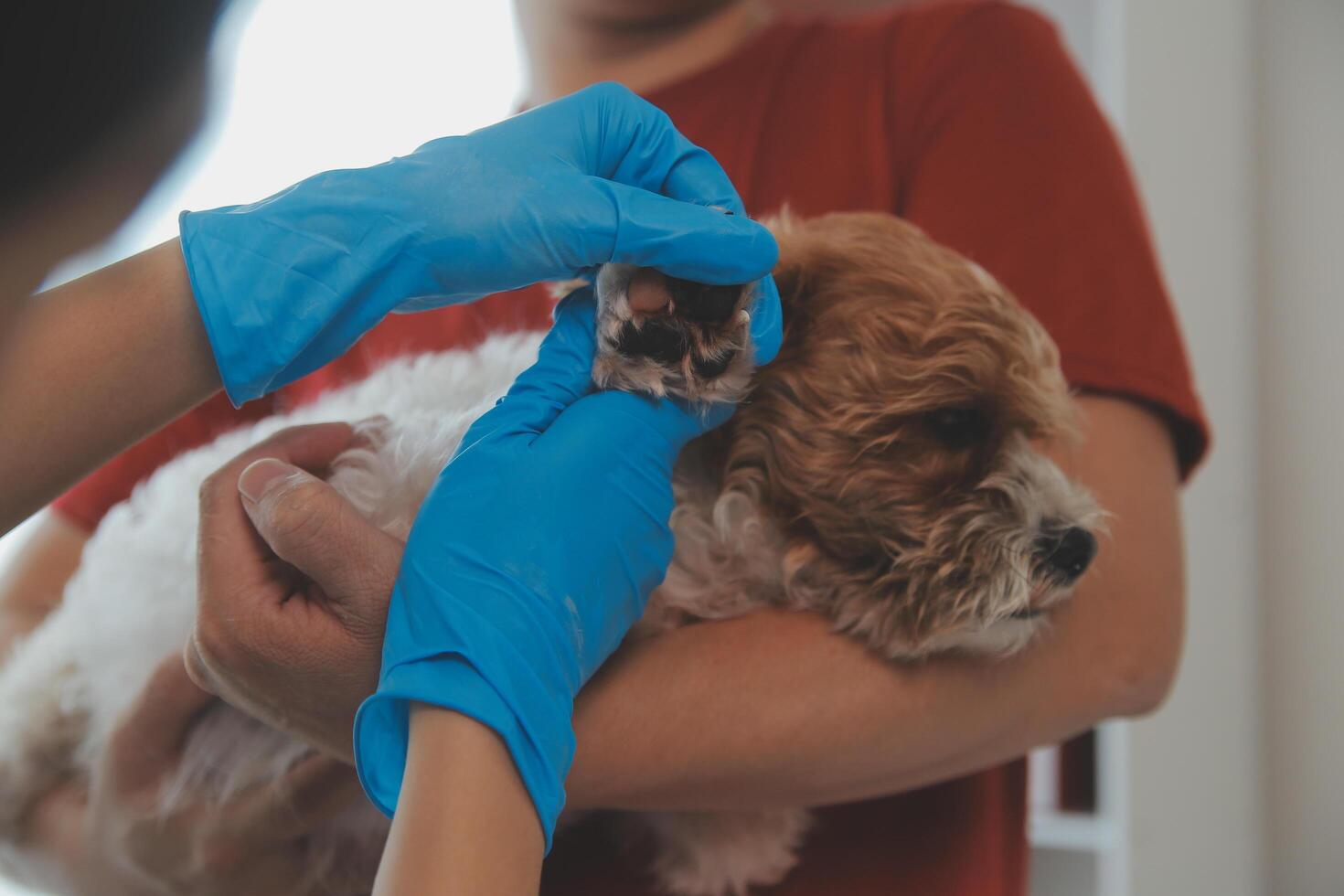 Closeup shot of veterinarian hands checking dog by stethoscope in vet clinic photo