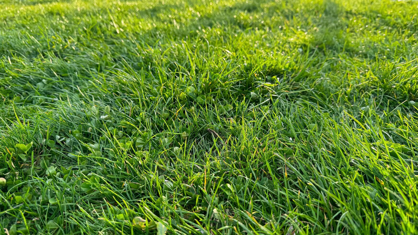 Background vibrant green grass field with clover leaves at sunrise. Early morning dew on lush lawn, springtime freshness, nature texture background concept for design and print. photo