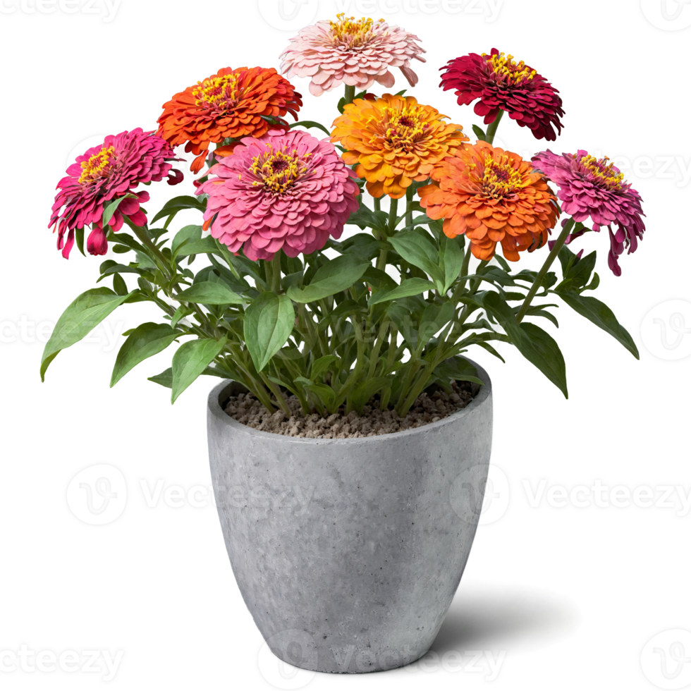 Zinnia multi colored flowers in shades of pink orange and red in a gray concrete png