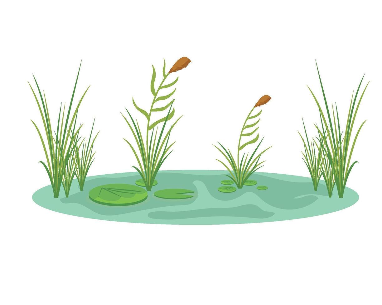 illustration of a pond with grass and water lily vector