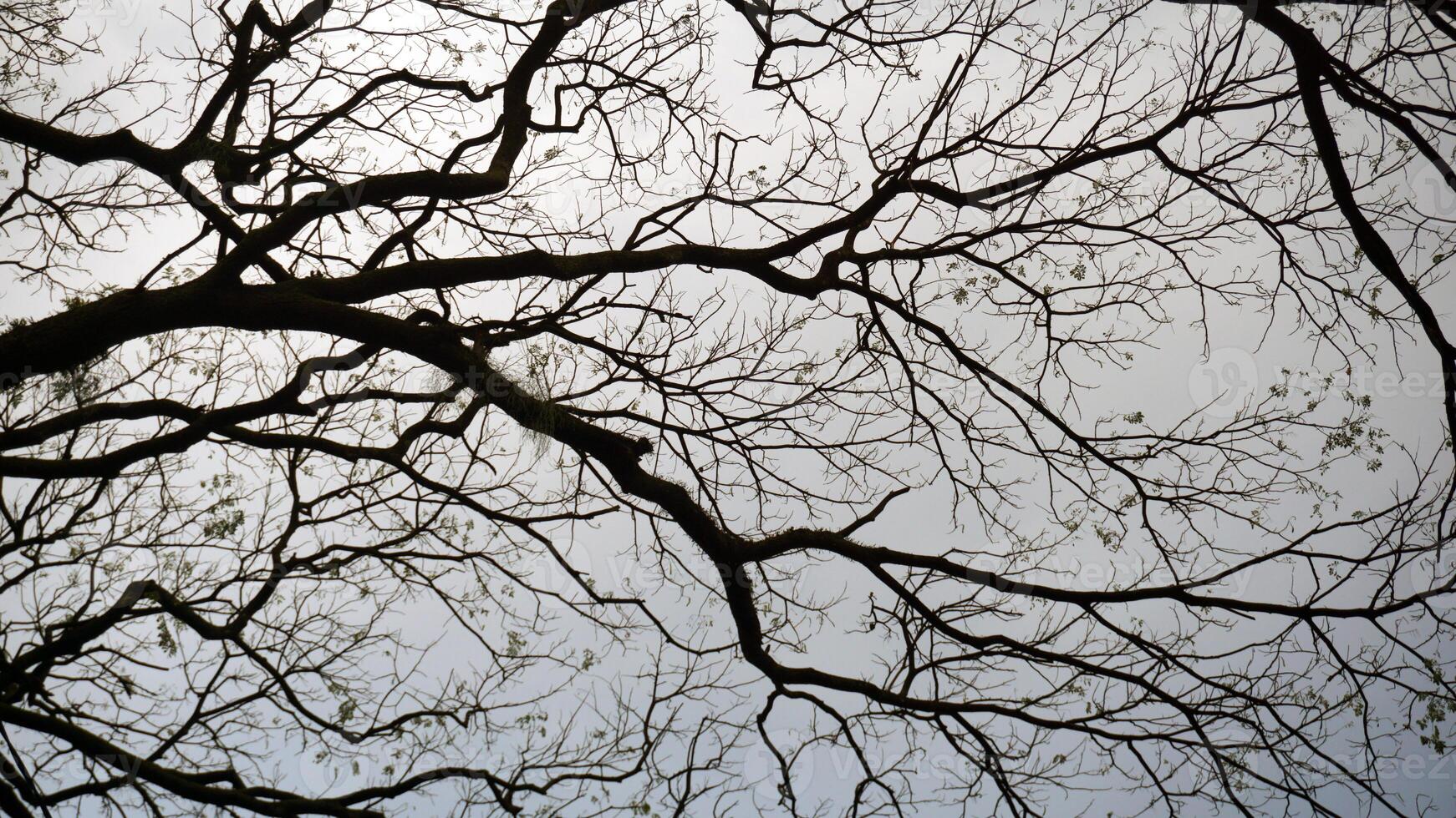 Silhouette of tree branches on sky background in winter season. Scary background. photo