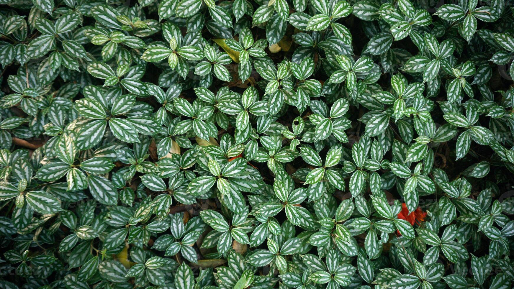 Green leaves background in the garden. Small white leaves texture pattern. photo