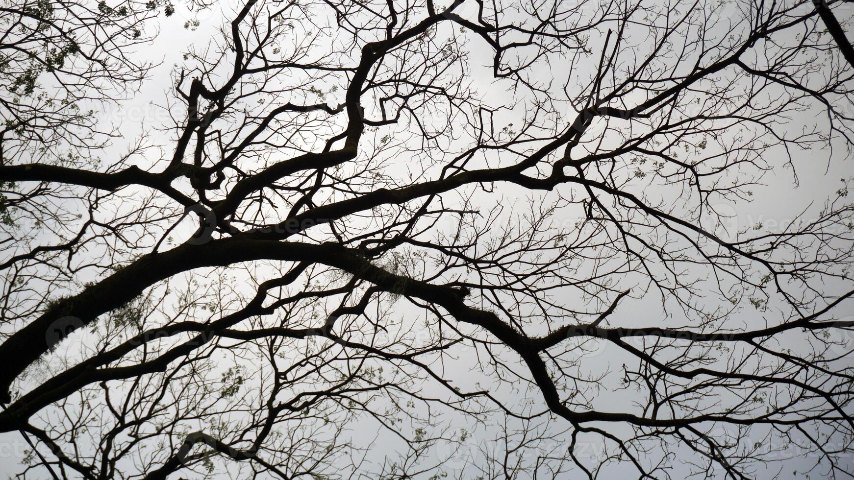 Silhouette of tree branches in autumn on a sky background. photo