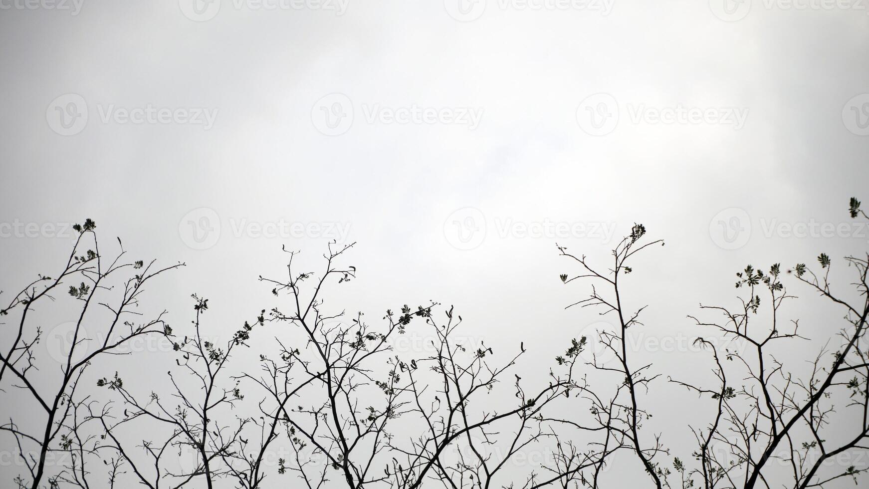 Tree branches with black and white sky in the background. Natural background with copy space. photo