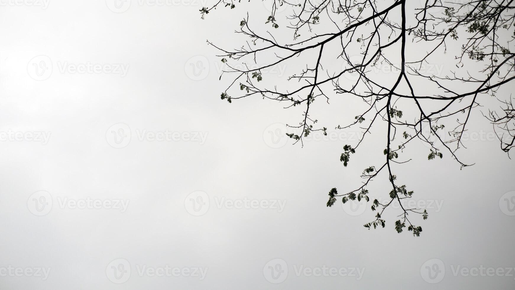 Tree branches with leaves on a cloudy sky background in the morning. photo