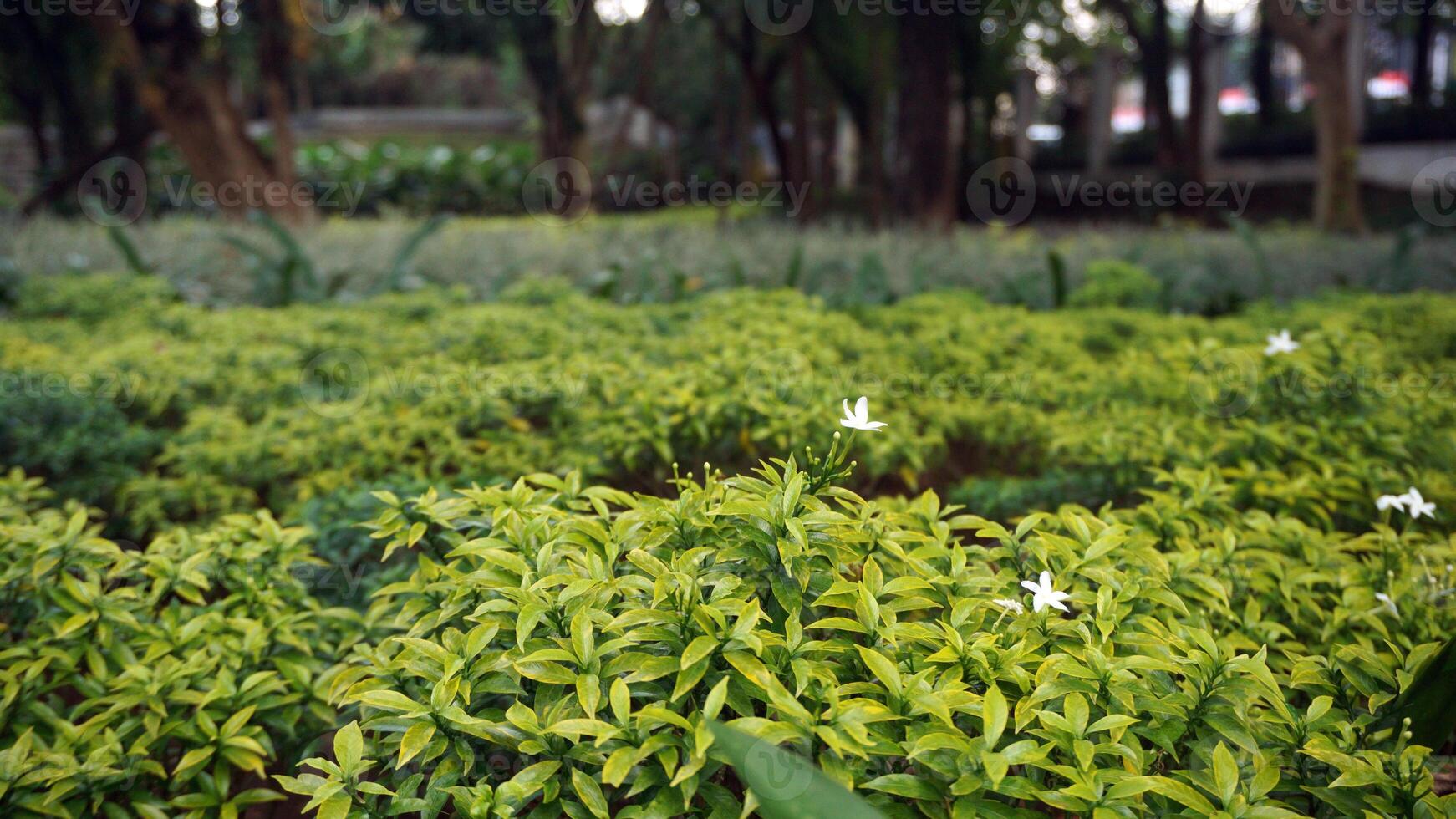 Green yellow leaves plant with white flower in the garden. Natural background. photo