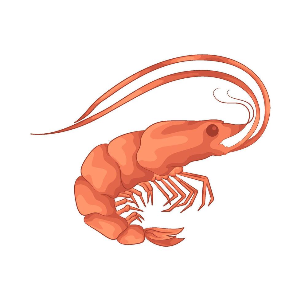 illustration of Fresh Red Shrimp vector