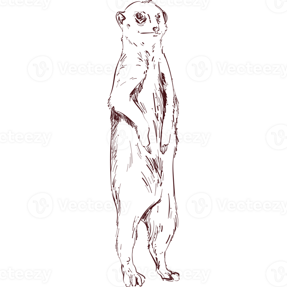 A drawing of a meerkat standing on its hind legs png