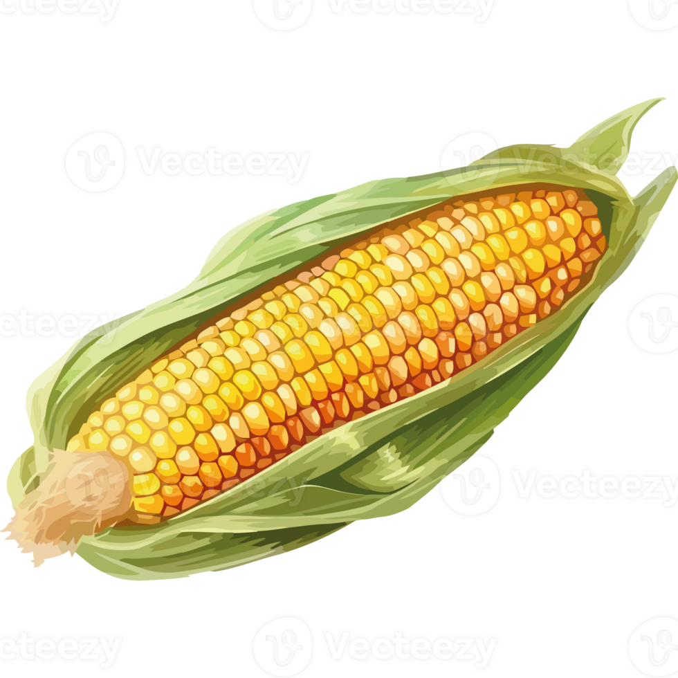 Corn on the cob png