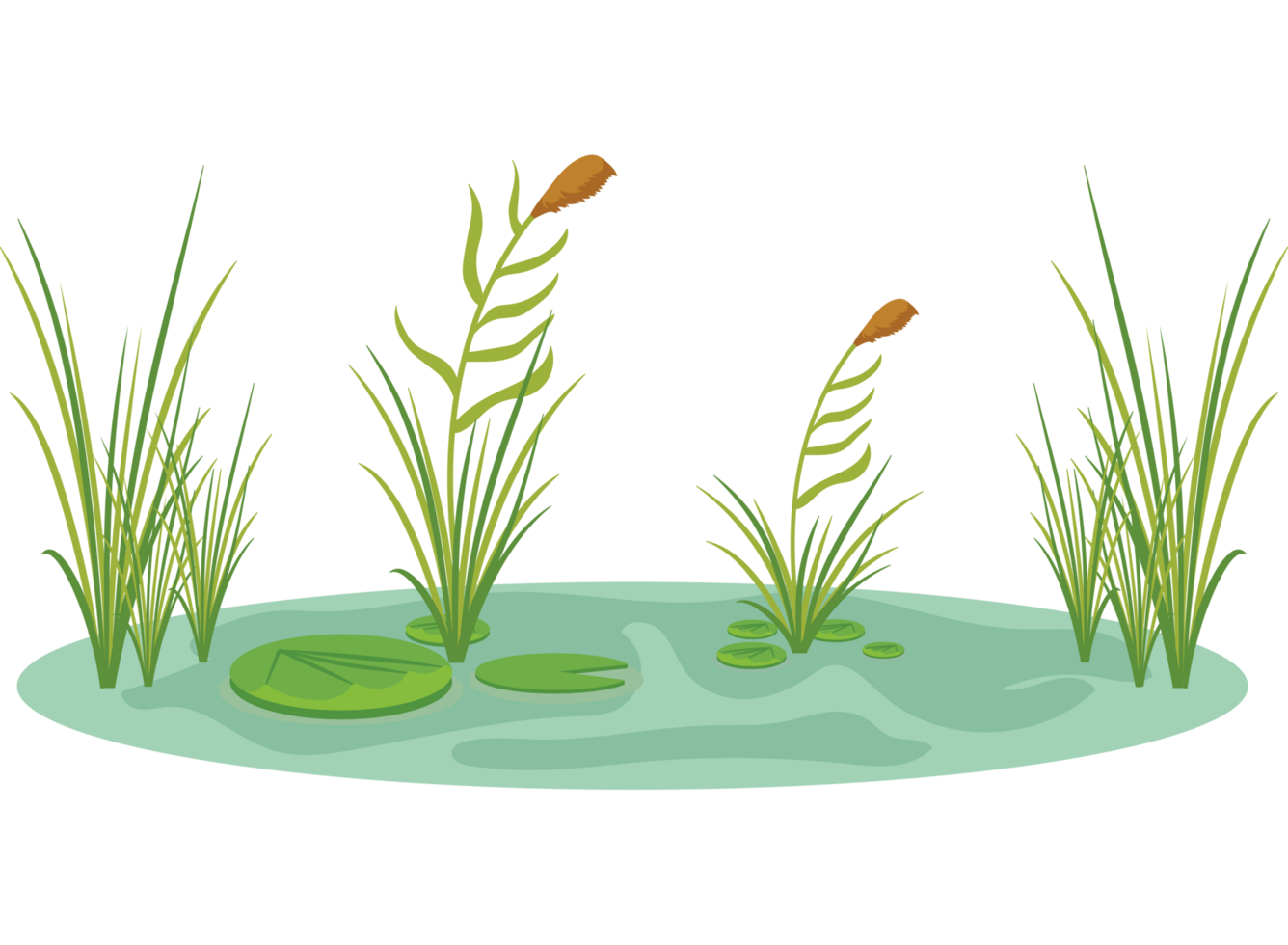 A pond with grass and water lilies png