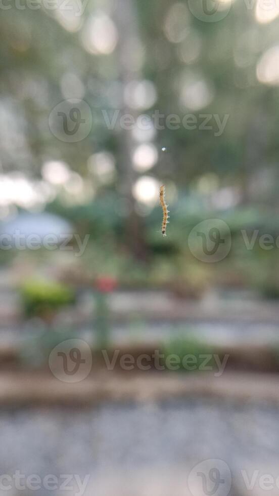 caterpillar hanging abstract background image photo