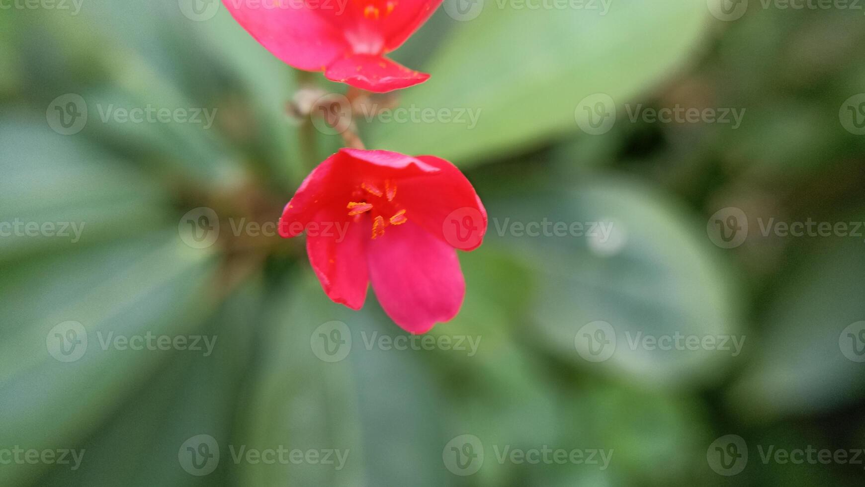 red flower background image photo