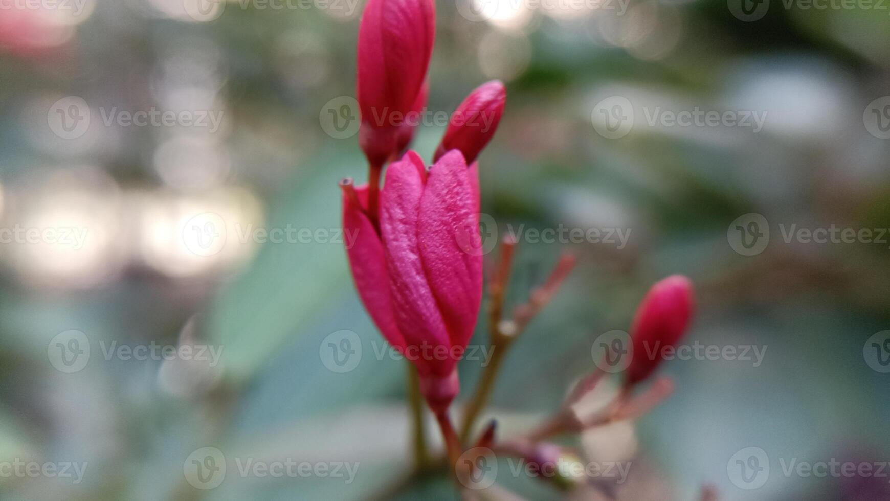 red flower background image photo