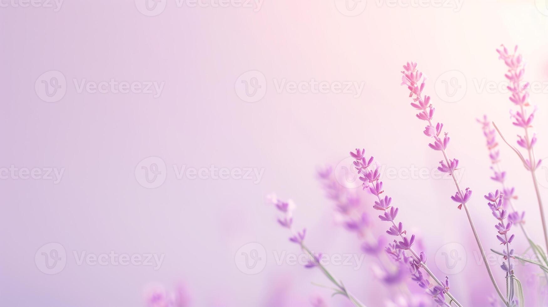 Serene Lavender Blossoms in Soft Morning Light with Gentle Pastel Background for Tranquil Nature and Spa Themes photo