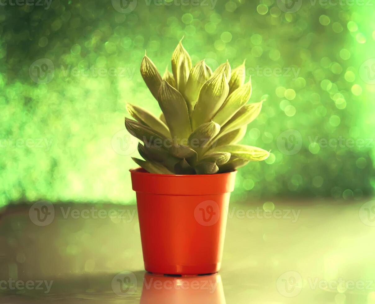 Cactus on glitter background photo