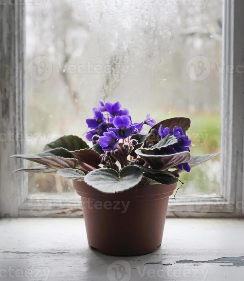 Violets flowers close up photo