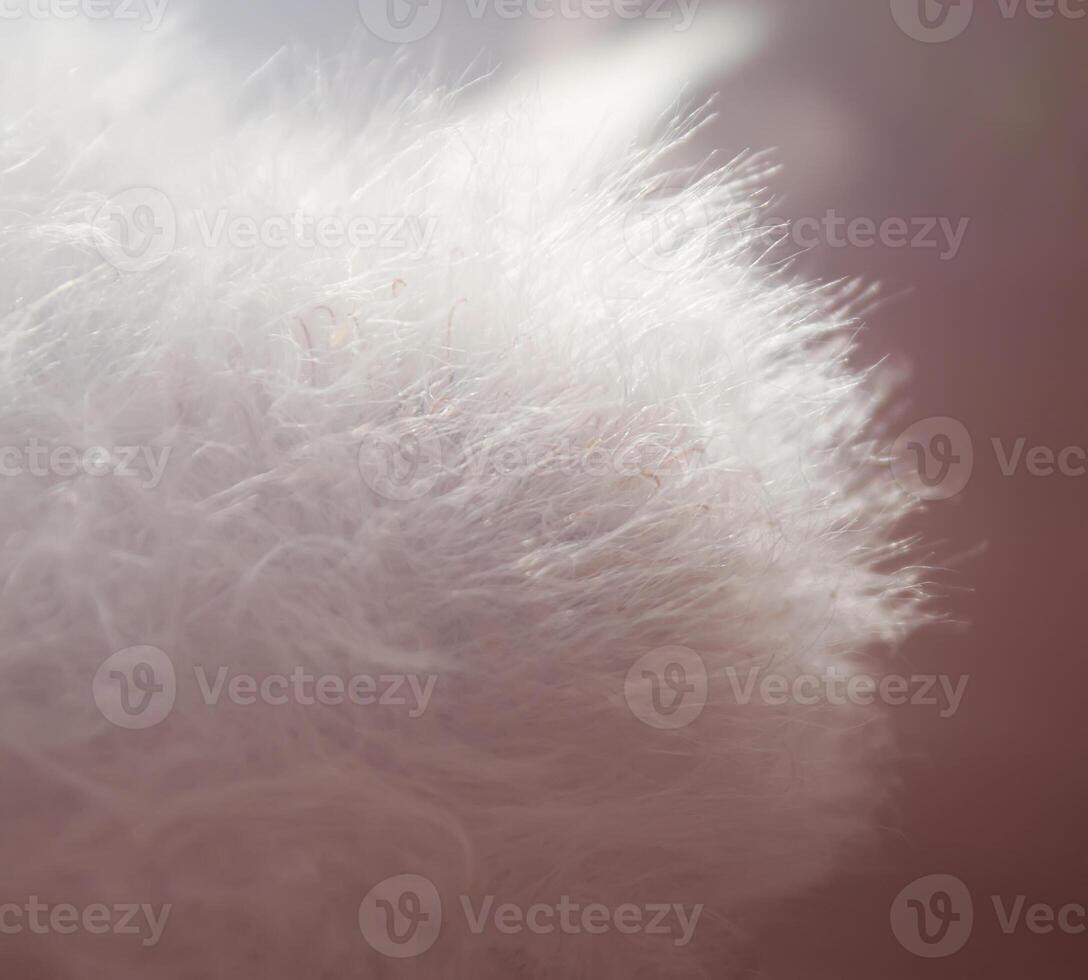 Fluffy cactus plant photo