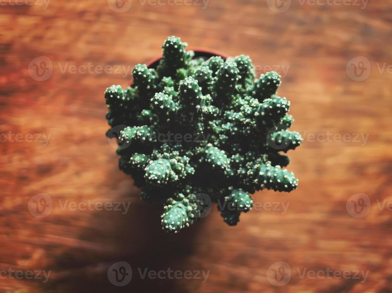 Cactus in flowerpot photo
