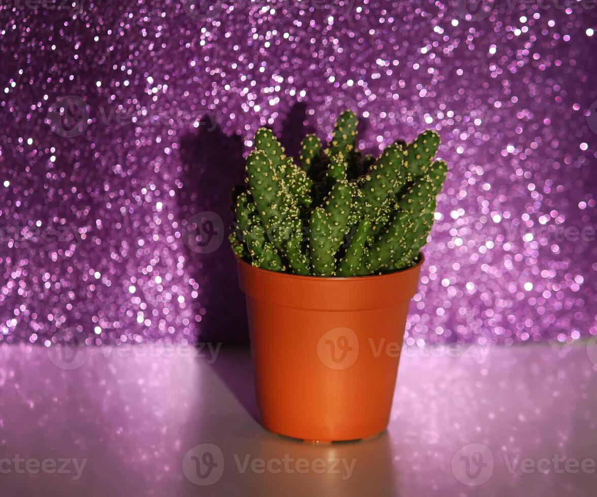 Cactus on glitter background. photo