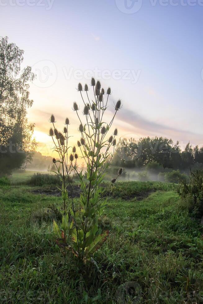 Evening mist on a field in countryside at summer. photo