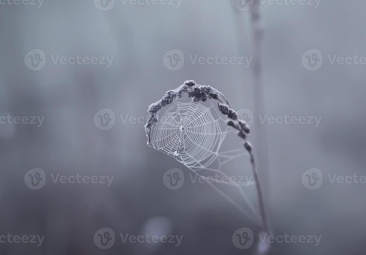 Evening mist on a field in countryside at summer. Spider web on a plant. photo