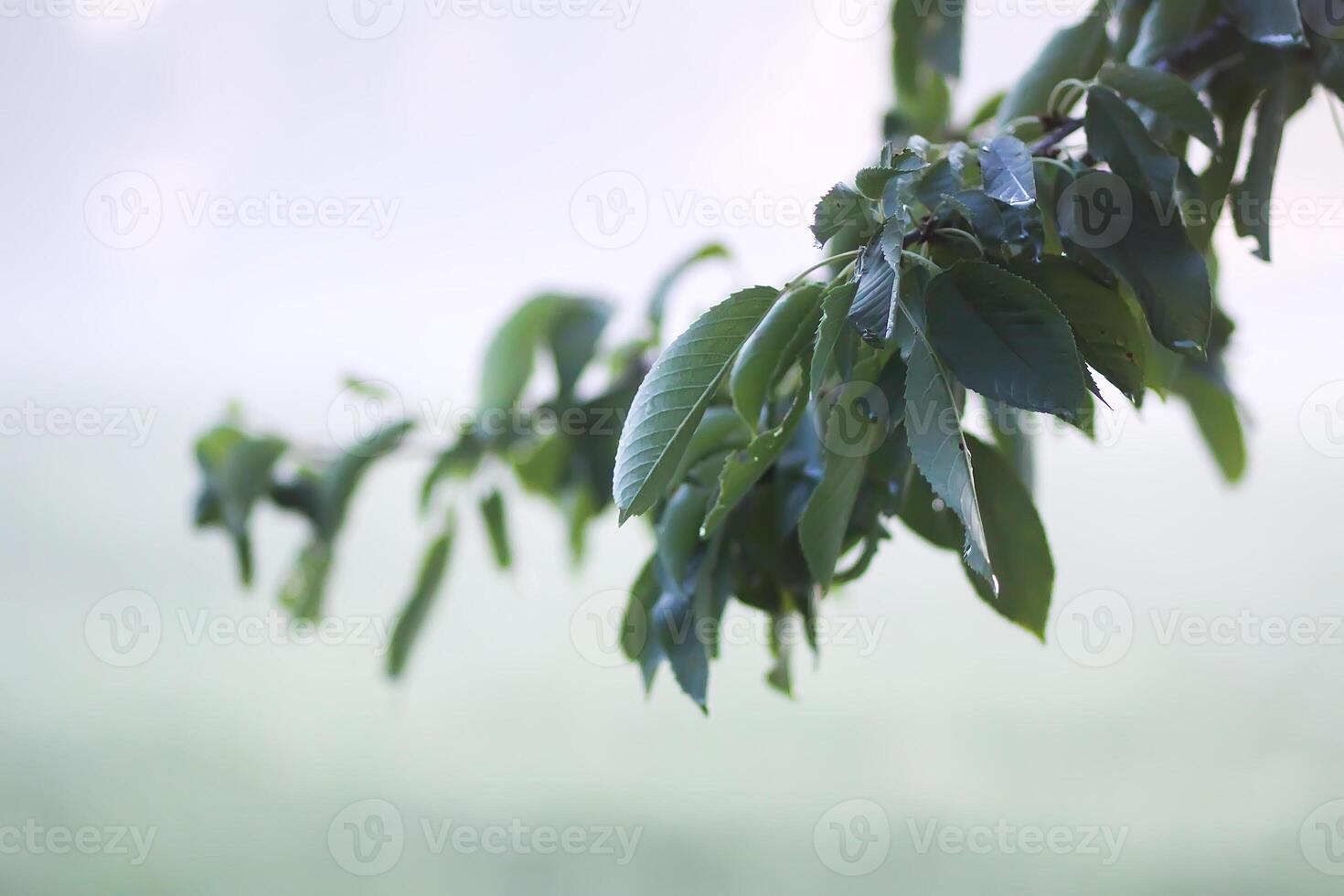 Evening mist on a field in countryside at summer. photo