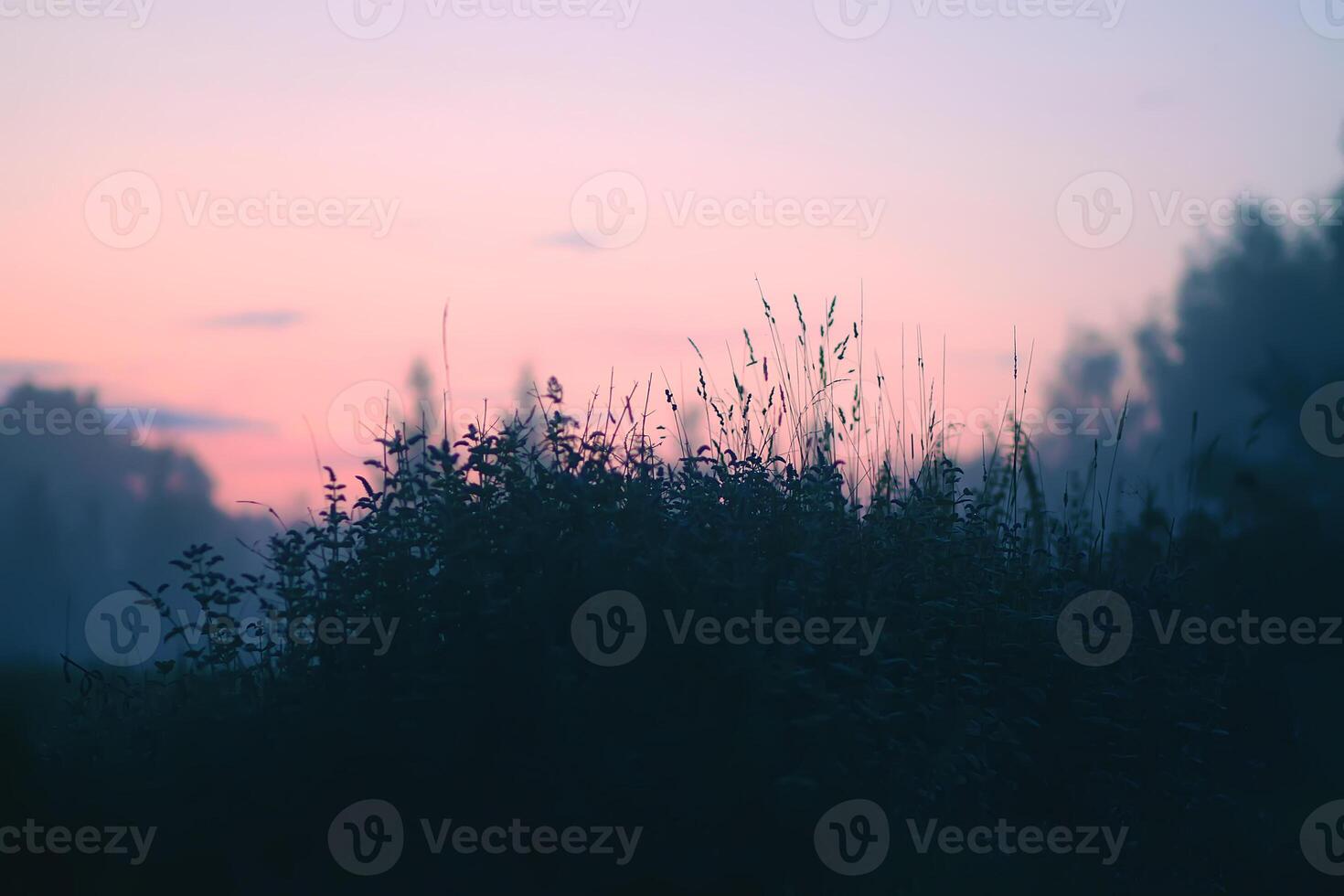 Evening mist on a field in countryside at summer. photo