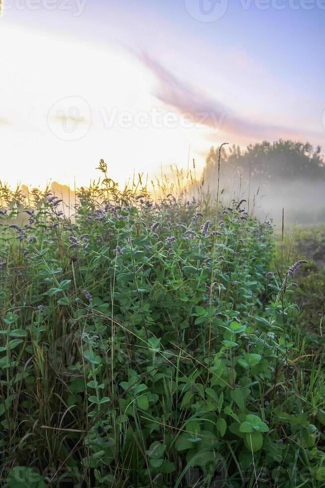 Evening mist on a field in countryside at summer. photo