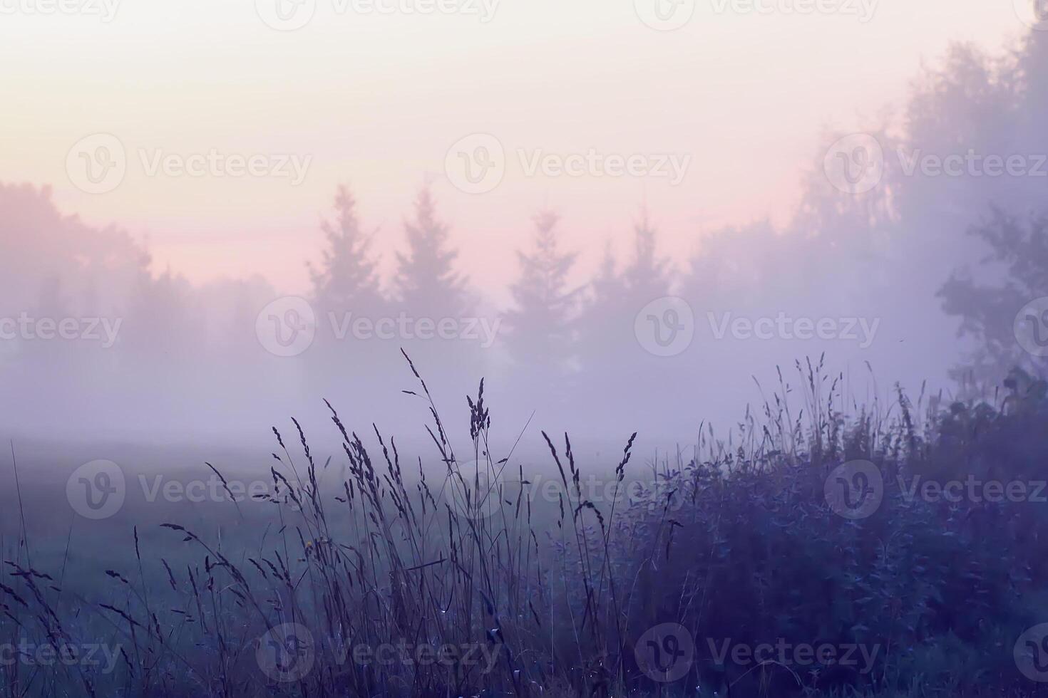 Evening mist on a field in countryside at summer. photo