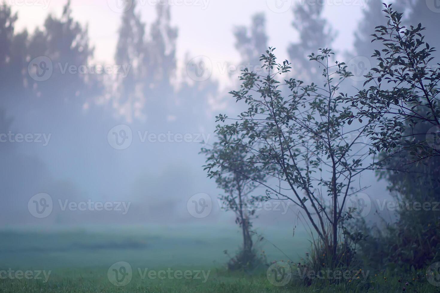 Evening mist on a field in countryside at summer. photo